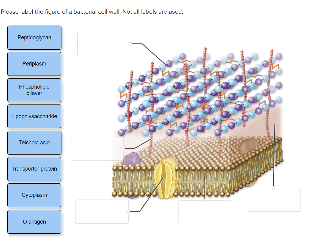 Solved Please label the figure of a bacterial cell wall. Not