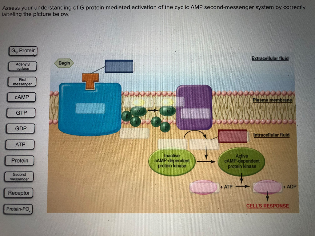 cyclic amp often causes activation of