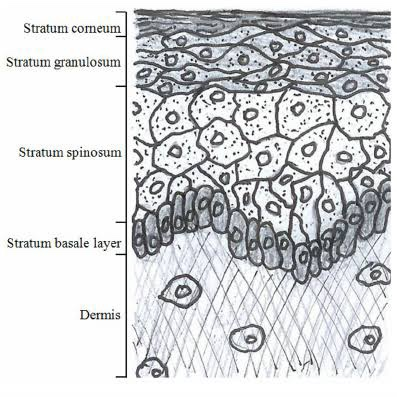 Solved Describe dermis and epidermis as seen under | Chegg.com