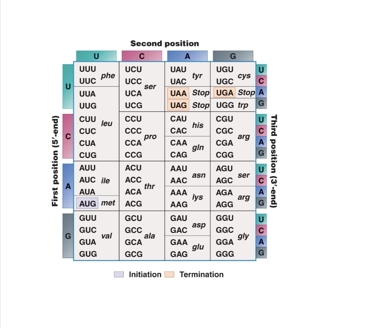 Solved Use The Mrna Codon Table To Translate This Very Short Chegg Com