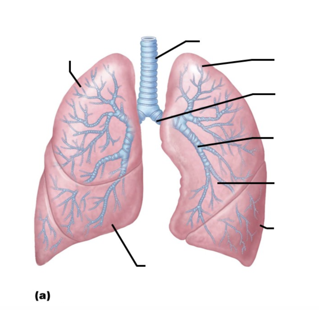 Solved Respiratory System ID the highlighted images ID | Chegg.com