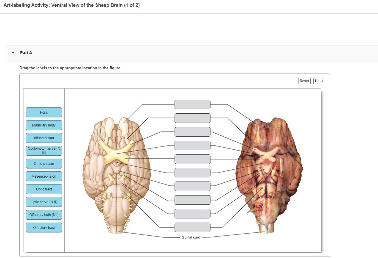 ventral view of brain diagram