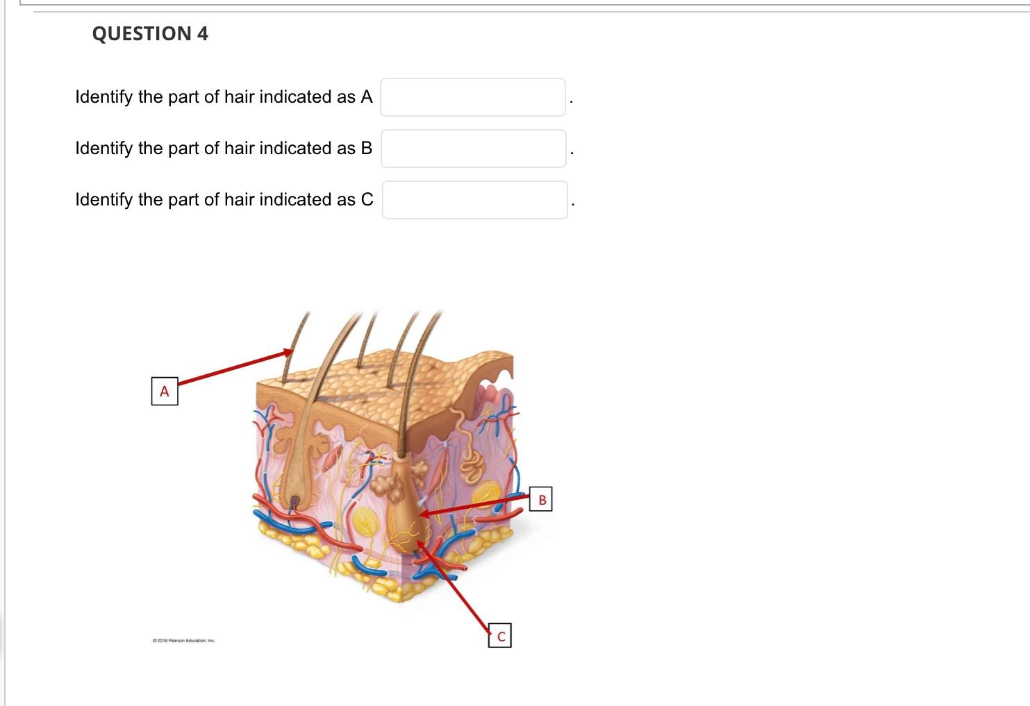 Solved Question 1 Identify The Layer Of The Skin Indicated 