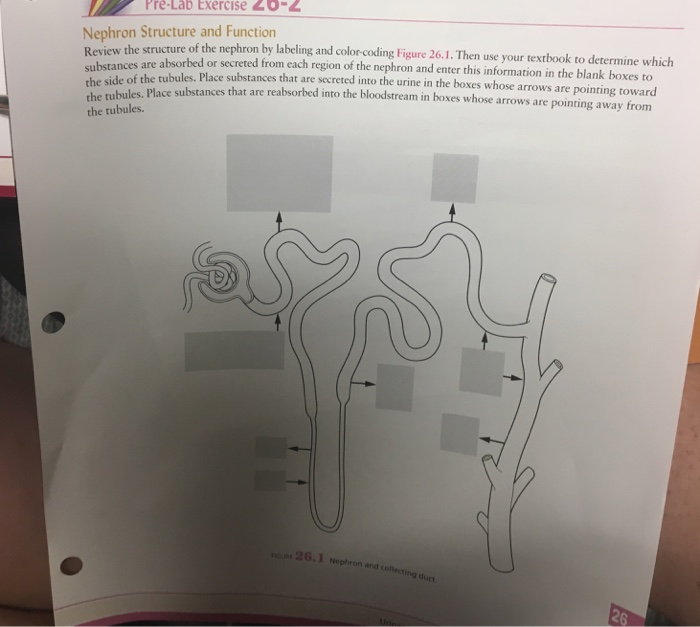 Solved PreLab Exercise 20 Nephron Structure and Function