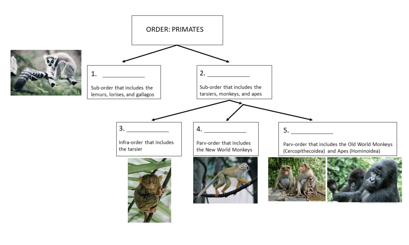 ORDER: PRIMATES 1. 2. Sub-order that includes the lemurs, lorises, and gallagos Sub-order that includes the tarsiers, monkeys