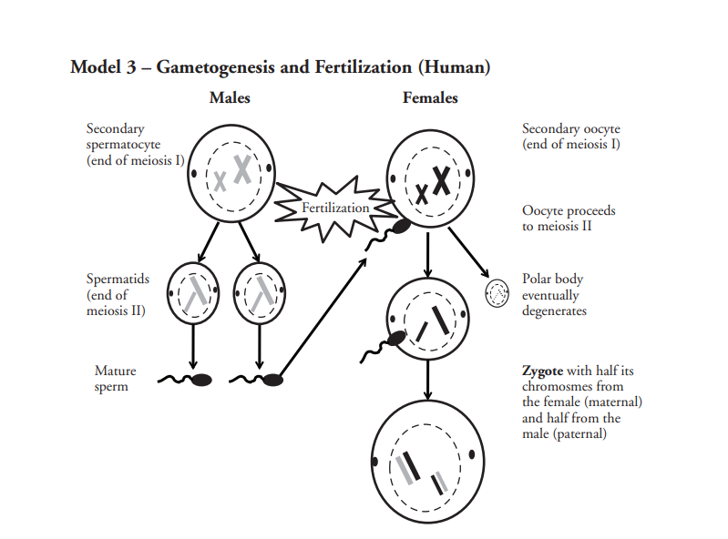 Solved Model 3 - Gametogenesis and Fertilization (Human) | Chegg.com