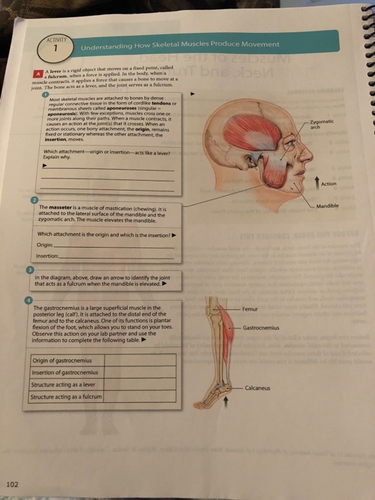 Fulcrum Anatomy Anatomical Charts & Posters