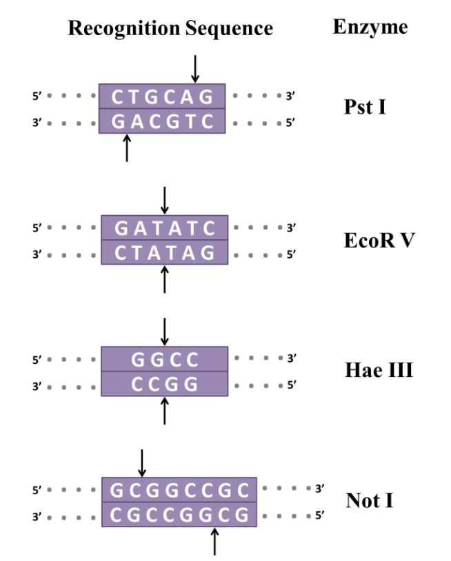 solved-some-restriction-enzymes-produce-cohesive-sticky-chegg