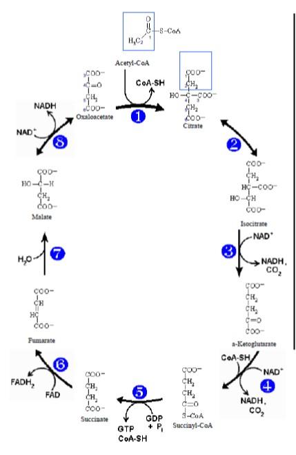 Solved Identify (name) the reaction(s) at each step in the | Chegg.com