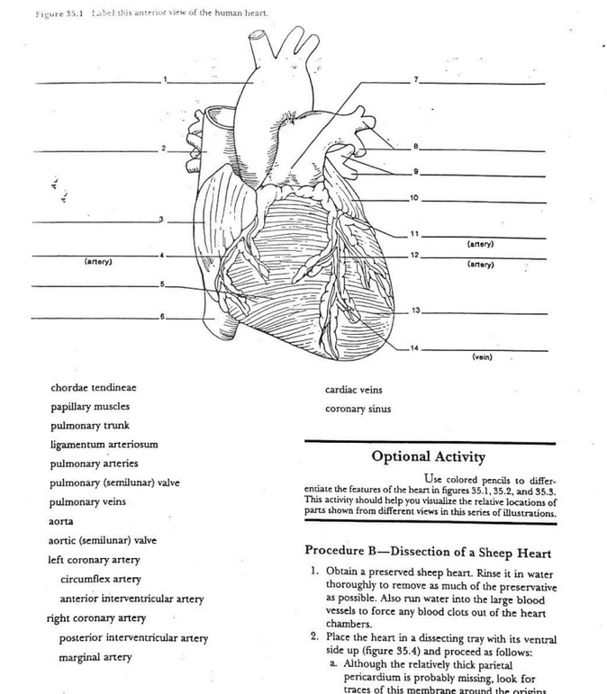Solved Figure 35.2 Label this posterior view of the human | Chegg.com