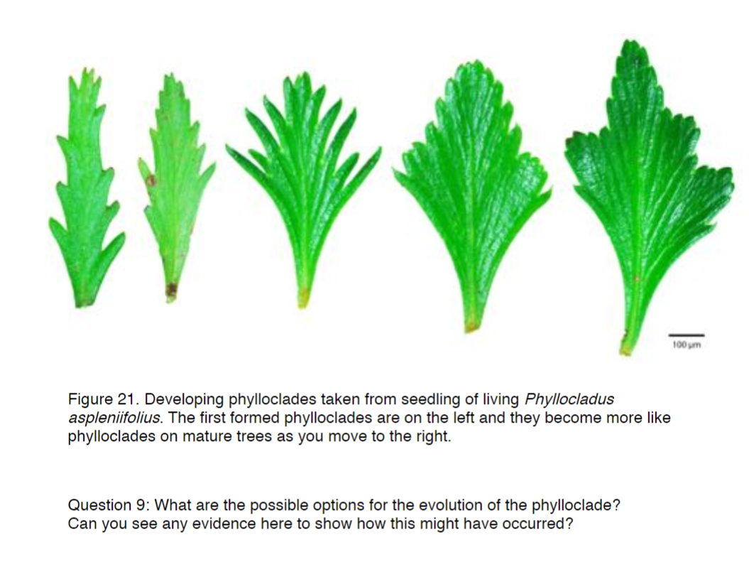 Solved 100 sm Figure 21. Developing phylloclades taken from | Chegg.com