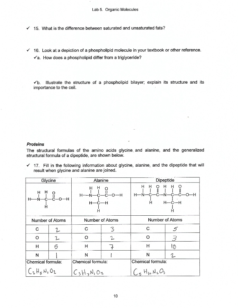 Solved Lab 5 Organic Molecules Lipids The Structural Chegg Com