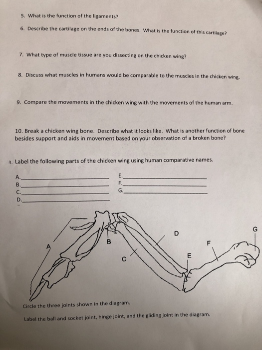 Solved Please answer parts 612 of a chicken wing dissection