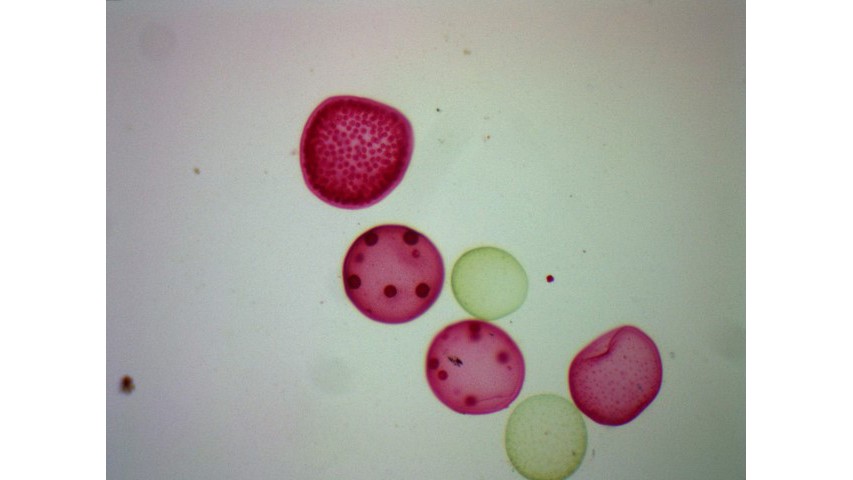 Solved Dichotomous Key for Microorganisms 1. a. Body is | Chegg.com
