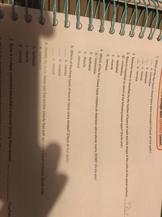 Solved which of the four basic tissue types is are chegg