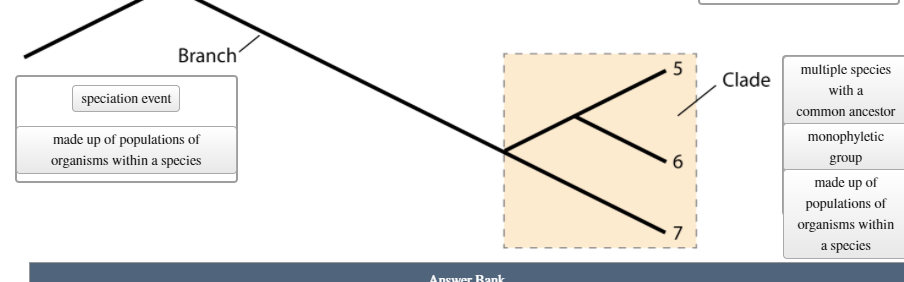 Solved The phylogenetic tree shows the evolutionary | Chegg.com