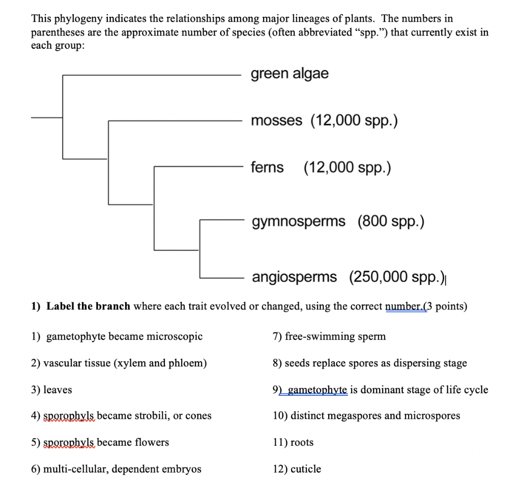 Solved This phylogeny indicates the relationships among | Chegg.com