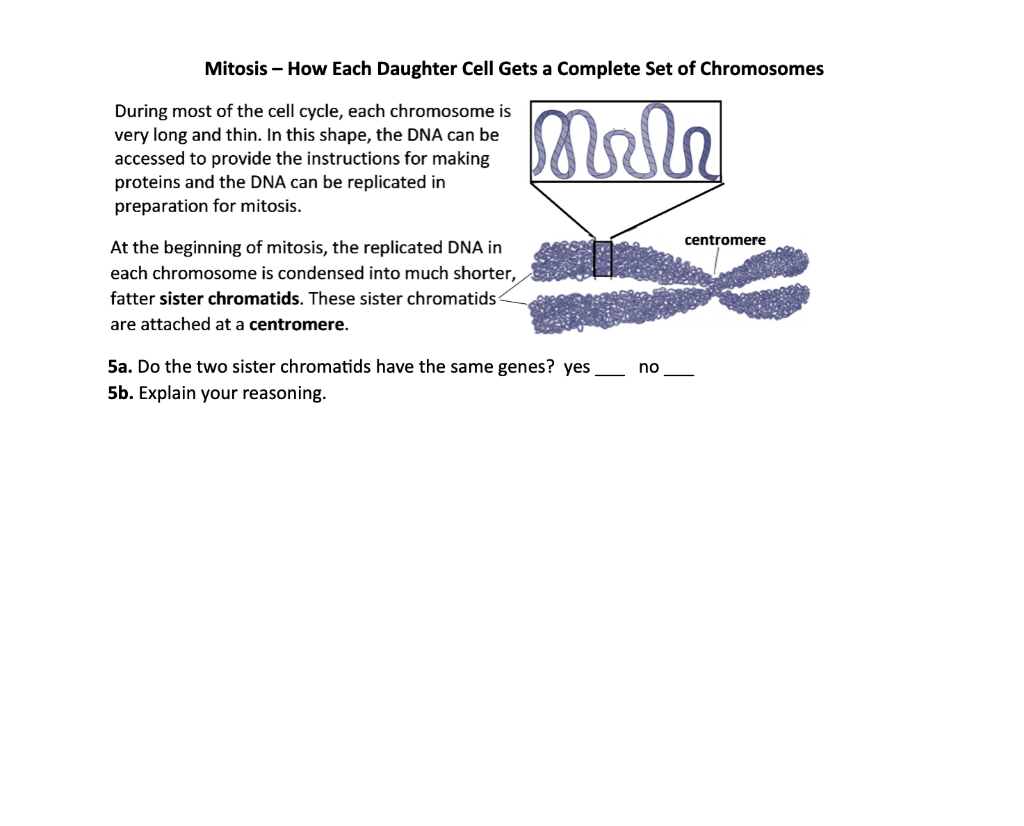 [Solved] ? Mitosis How Each Daughter Cell Gets a Complet