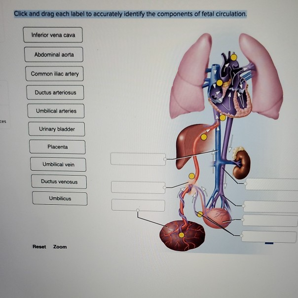 Drag The Labels To Identify The Components Of The Uterus