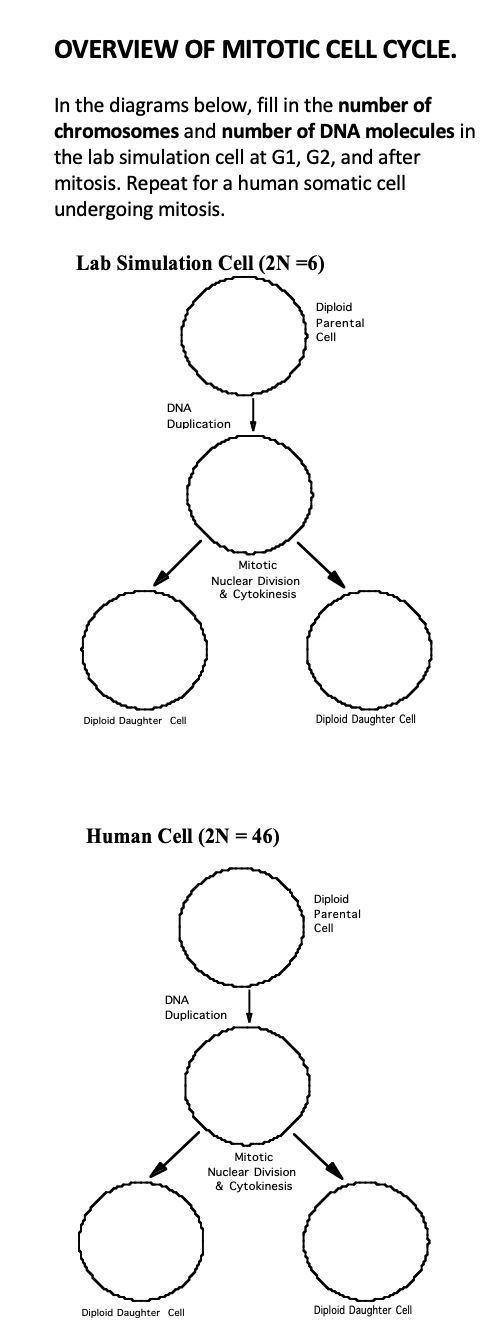 somatic cell diagram