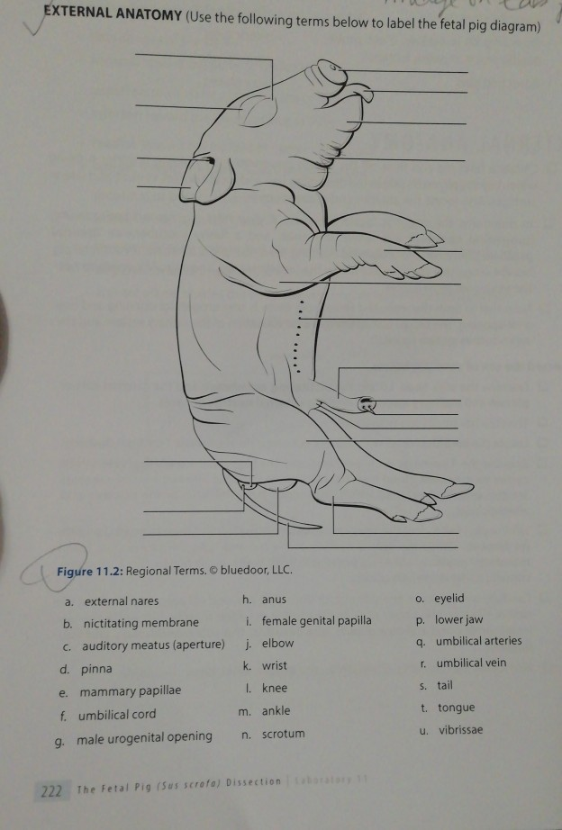 Solved EXTERNAL ANATOMY (Use The Following Terms Below To...