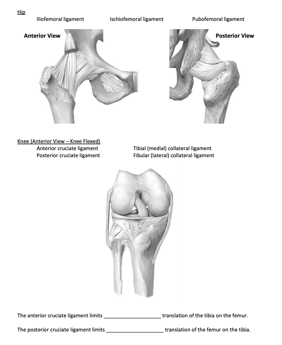 Solved Hip Iliofemoral ligament Ischiofemoral ligament | Chegg.com, image size:958x1172
