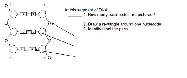 Solved 5 good In this segment of DNA, 1. How many | Chegg.com