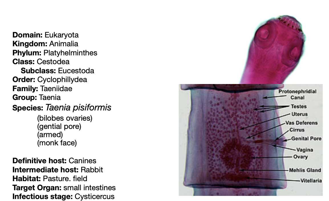 Solved Write out the scientific name of the macroparasite