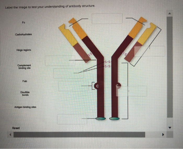 Solved Label the image to test your understanding of | Chegg.com