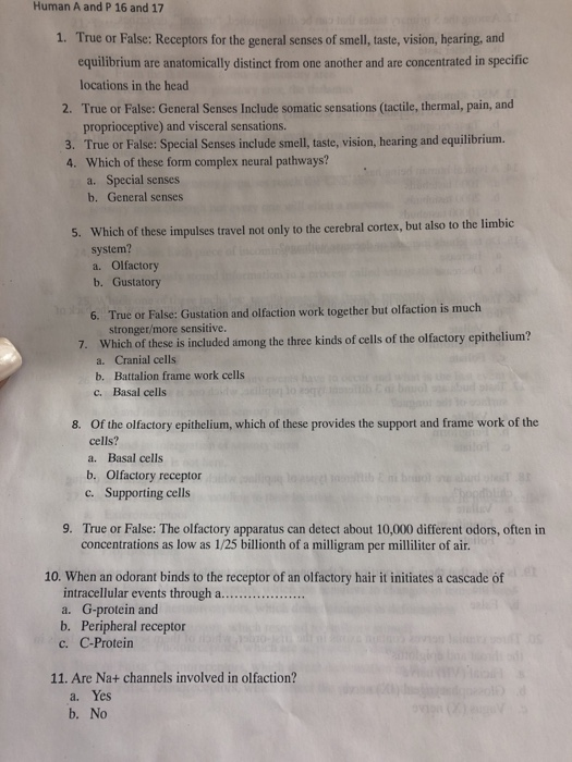 Solved Human A and P 16 and 17 1. True or False: Receptors | Chegg.com