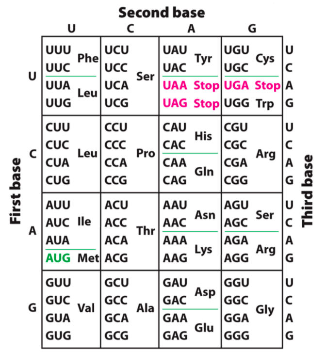 6. For the mature mRNA sequence above (Box II), | Chegg.com