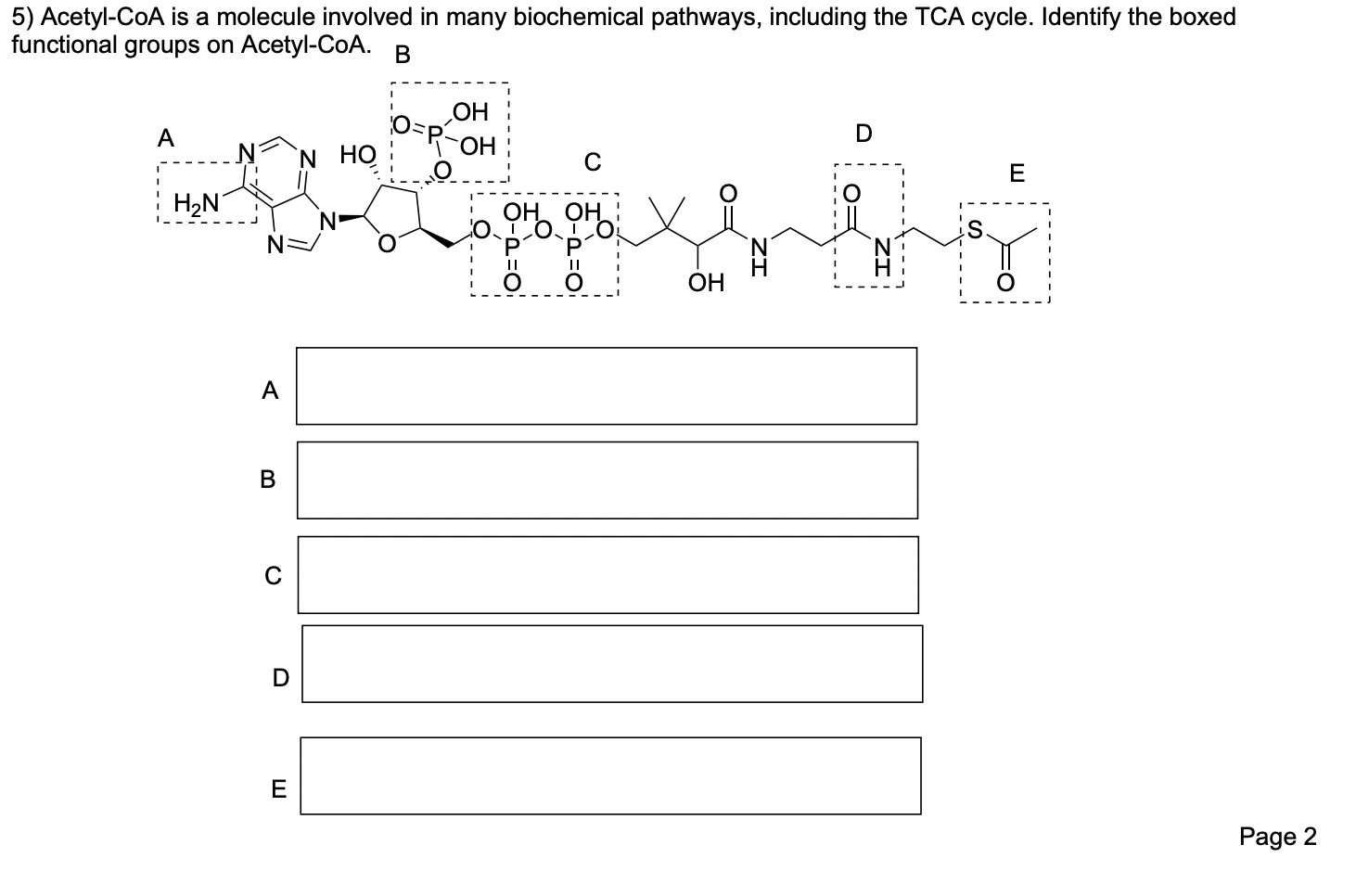 Acetyl-CoA is a molecule involved in many biochemical pathways, including the TCA cycle. Identify the boxed unctional groups 