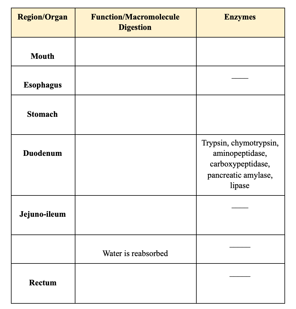 Solved Region/Organ Enzymes Function/Macromolecule Digestion | Chegg.com