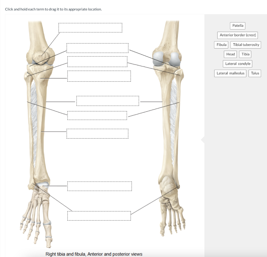 right tibia