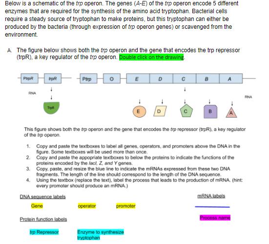 Solved Below is a schematic of the trp operon. The genes
