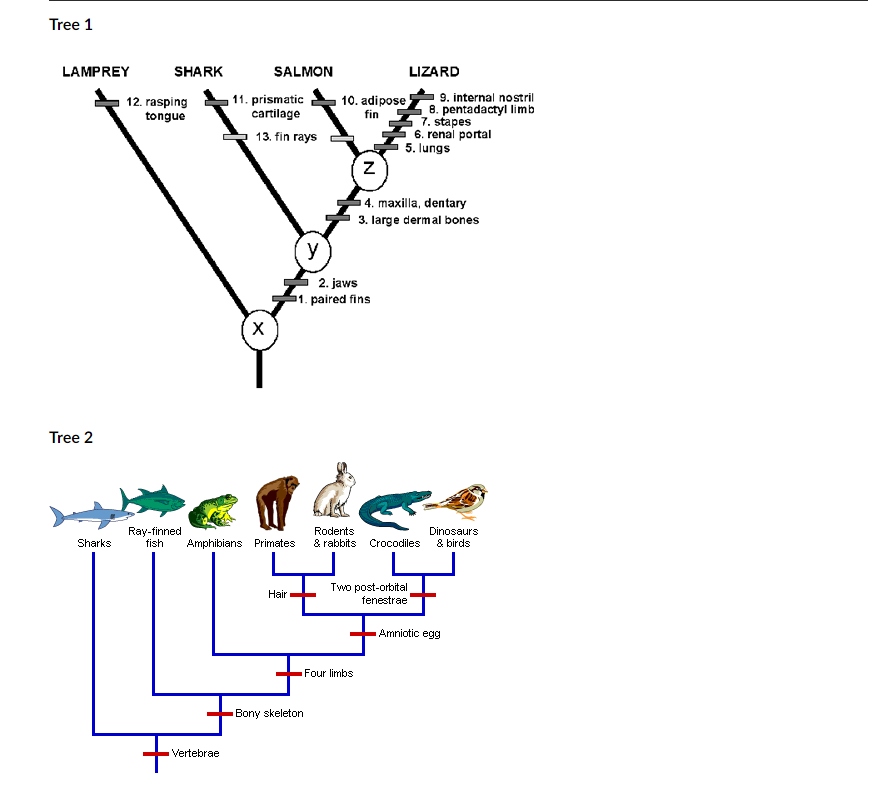 Solved 1. Phylogenetics Vocabulary: Define the following | Chegg.com