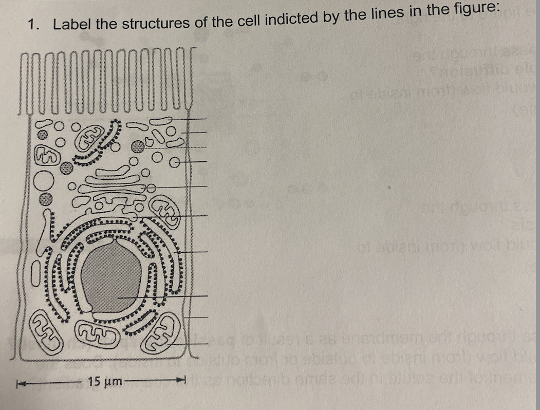 1. Label the structures of the cell indicted by the lines in the figure:
oba
co
bai
AAR
AL
TELE
dar
mobilebo
bomo
15 um
