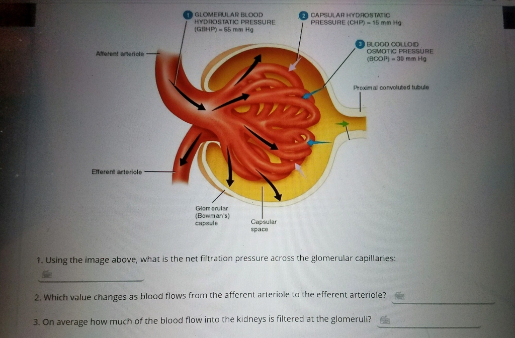 Solved 1GLOMERULAR BLOOD 2 CAPSULAR HYDROSTATIC HYDROSTATIC