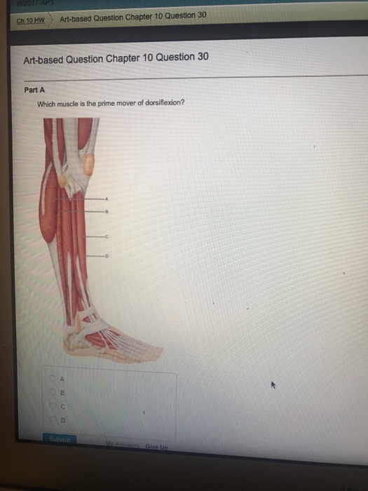 Solved Which muscle is the prime mover of dorsiflexion?