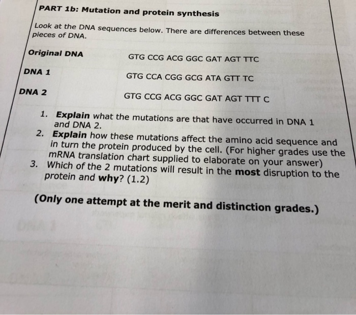 Solved PART 1b Mutation and protein synthesis Look at the