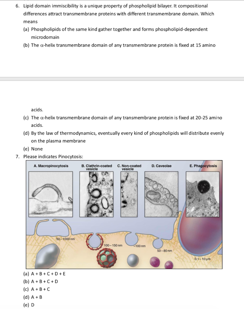 6 Lipid Domain Immiscibility Is A Unique Property Of Chegg Com