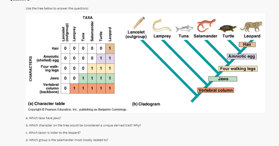 Solved Use the tree below to answer the questions: TAXA | Chegg.com