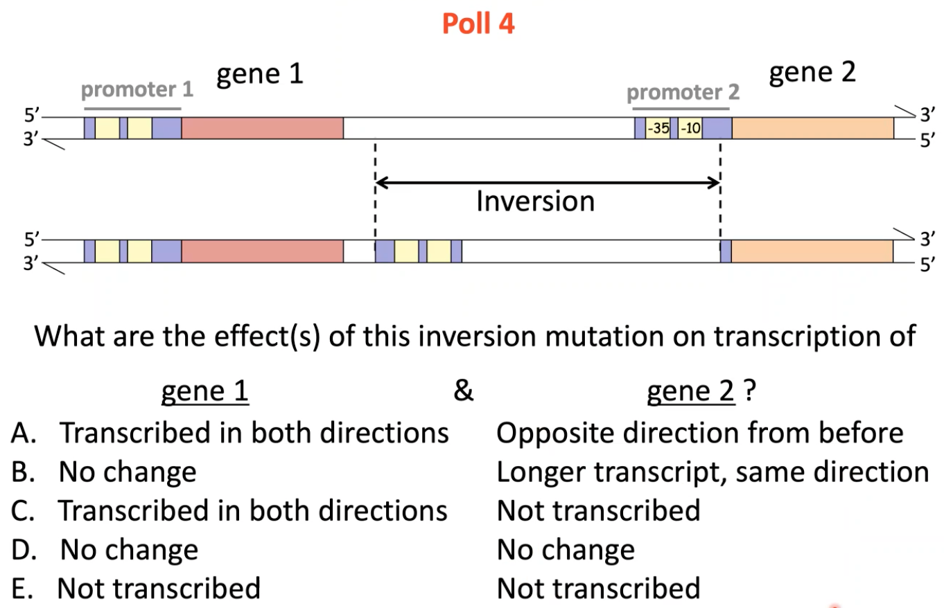 Solved Poll 4 gene 1 gene 2 promoter 1 promoter 2 5'. 3' | Chegg.com