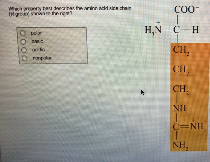 Solved Which property best describes the amino acid side | Chegg.com