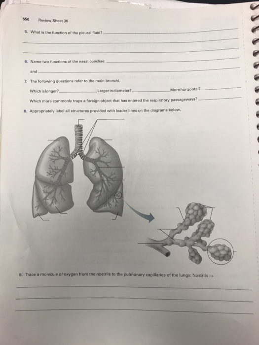 respiratory-system-review-worksheet-free-download-gmbar-co