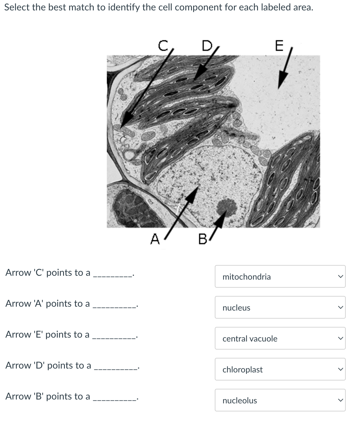 Solved Select the best match to identify the cell component | Chegg.com