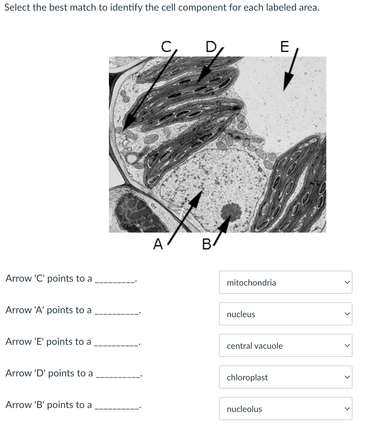 Solved Select The Best Match To Identify The Cell Component | Chegg.com