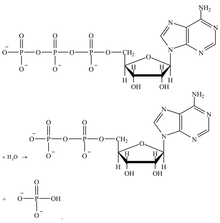 Solved What is the classification of the reaction shown? a. | Chegg.com