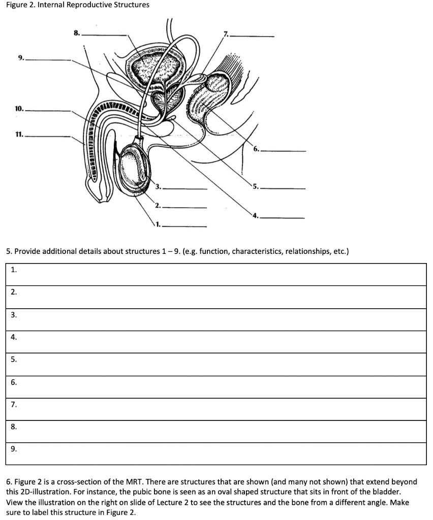 Solved Figure 2. Internal Reproductive Structures E1112 B 5. | Chegg.com