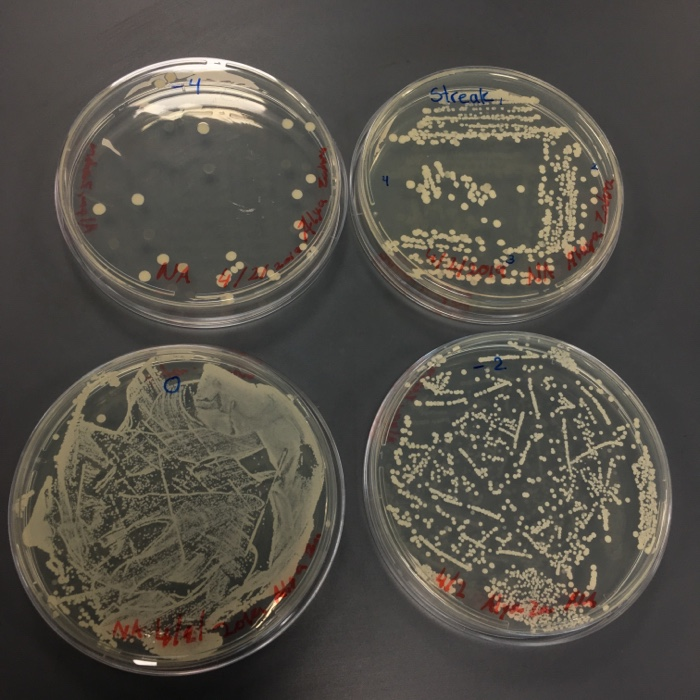 Contaminated Streak Plate